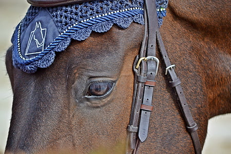 close-up photo brown horse head thumbnail