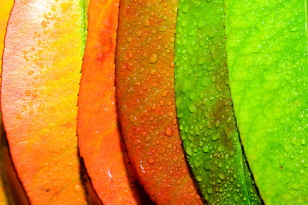Abstract, Art, Artistic, Arty, Autumn, abstract, art thumbnail