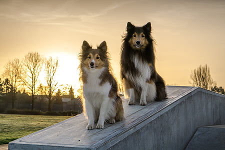 two brown-and-white Shetland sheepdogs thumbnail