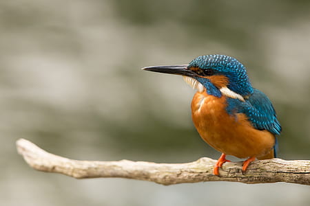 shallow focus photography of bird sitting on branch thumbnail