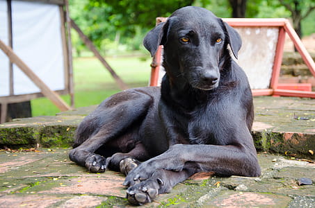 Black dog laying down thumbnail