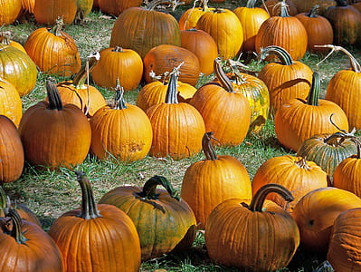 yellow pumpkin lot thumbnail