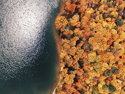 aerial photo of body of water near trees thumbnail