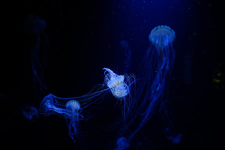 jellyfishes thumbnail