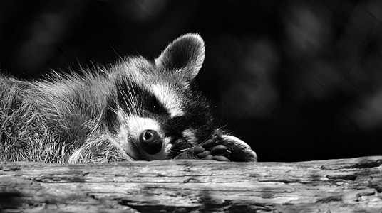 grayscale photo of raccoon on tree trunk thumbnail