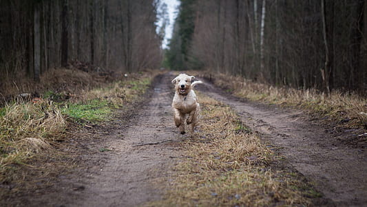 dog running across the road thumbnail