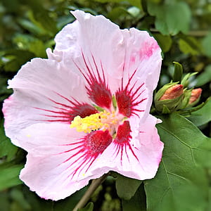 close-up photo of pink petaled flower thumbnail