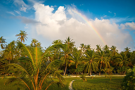 palm tree farm during daytime thumbnail