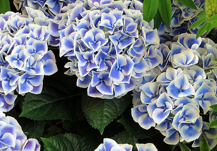 close-up photo of white and purple hydrangeas flowers thumbnail
