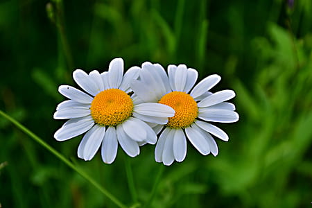 white and yellow flowers thumbnail