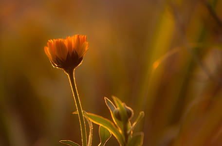 orange flower bud close-up photography thumbnail