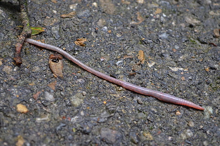 red worm on the ground thumbnail