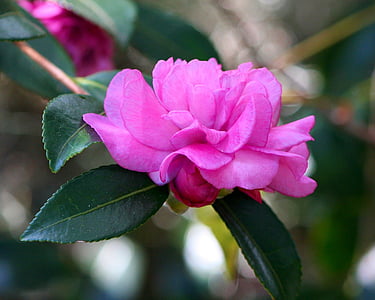pink rose flower macro photography thumbnail