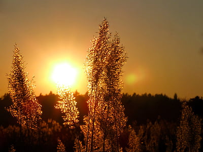 trees during sunset thumbnail