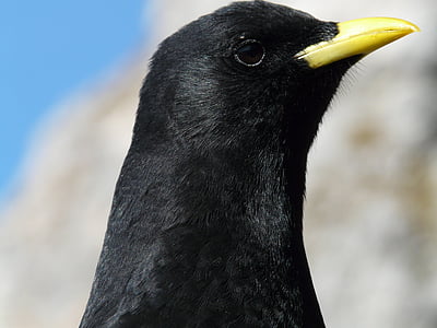 black bird photography thumbnail