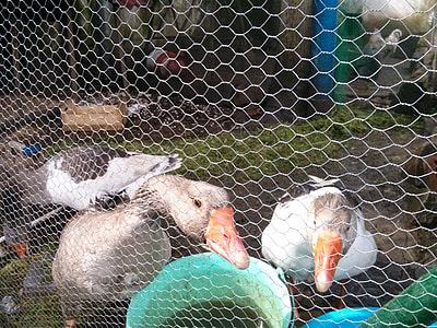 Geese, Farm thumbnail
