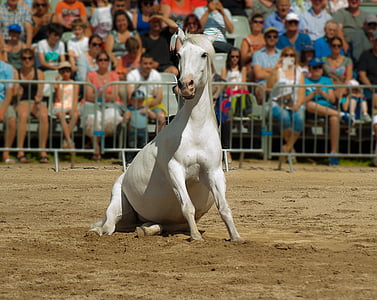 white horse sitting on ground thumbnail