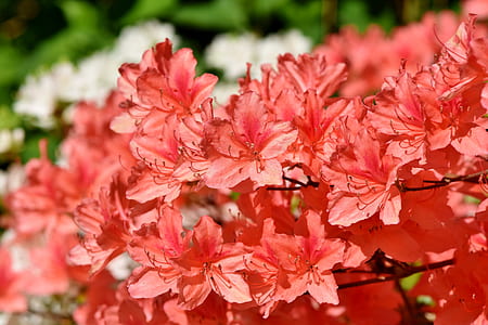 selective focus photography of red petaled flowers thumbnail