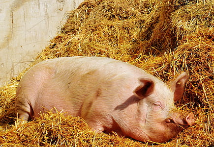 pig sleeping on brown hay thumbnail