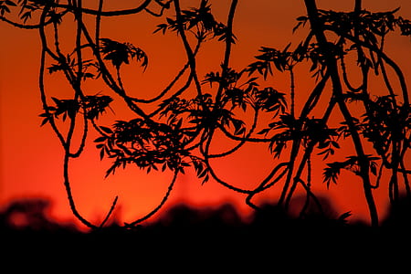 silhouette photography of leafed plants thumbnail