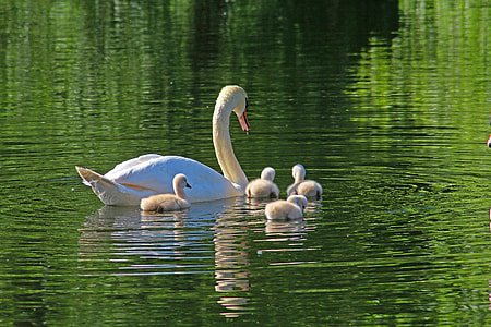 white duck and four ducklings swimming on body of water thumbnail
