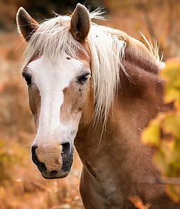 tilt shift view of brown and white horse thumbnail