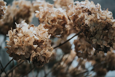 selective focus of brown petaled flowers thumbnail
