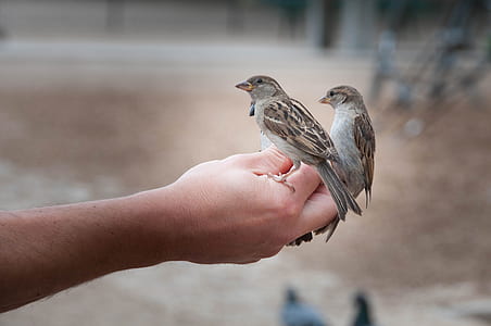 two brown-and-gray birds on person's hand thumbnail