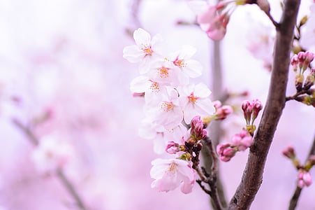 plant, spring, flowers, japan, pink, natural thumbnail