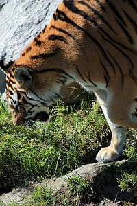 tiger on green grass during daytime thumbnail