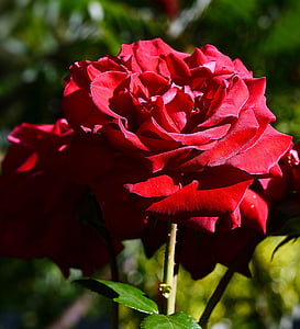 red petaled rose thumbnail