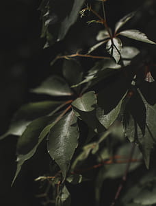green leafed tree thumbnail