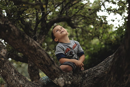 boy sitting on top of tree thumbnail