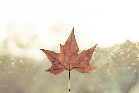 brown dried autumn leaf closeup photo thumbnail