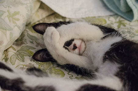 short-coated black and white dog laying on floral cloth thumbnail