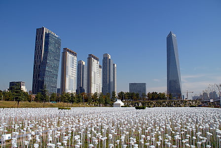 white petaled flowers in front of high rise buildings at daytime thumbnail