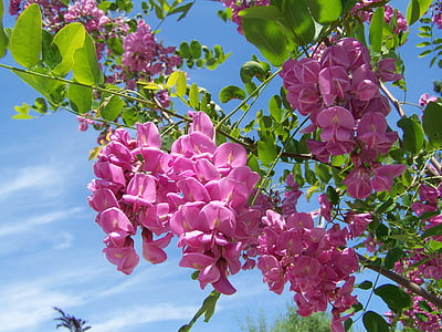 pink petaled flowers thumbnail