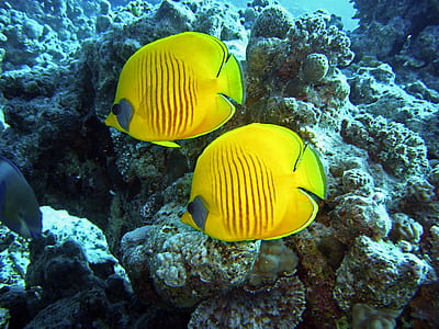 two yellow fishes swimming in body of water thumbnail