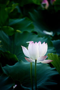 selective focus photography of white petaled flower thumbnail