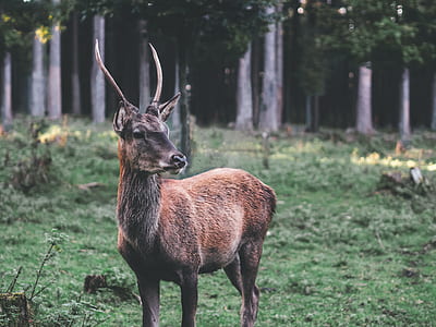 antelope standing on green grass thumbnail