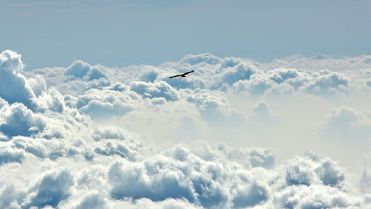 silhouette of bird above sky at daytime thumbnail