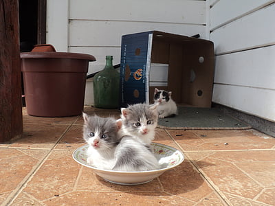 two white-and-gray kittens in bowl thumbnail