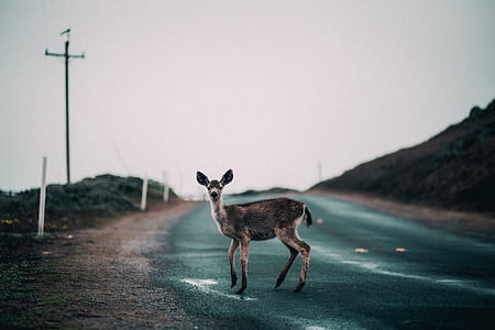 deer standing on the middle of the road thumbnail