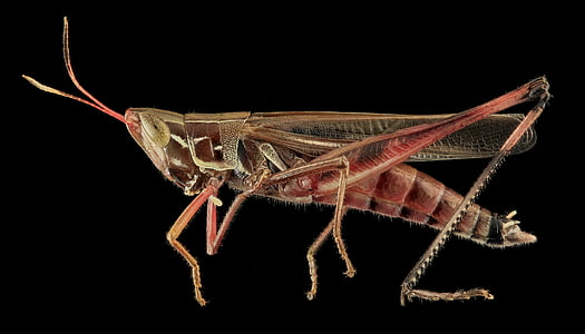 brown and red grasshopper thumbnail