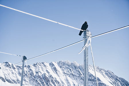 crow on top of electric post thumbnail