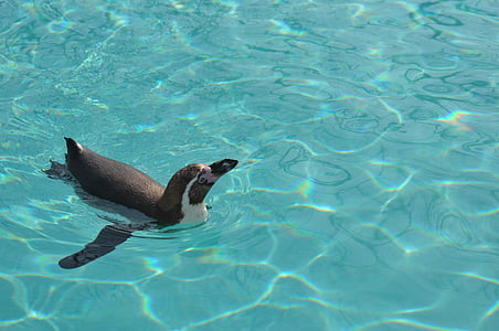 black and white penguin thumbnail