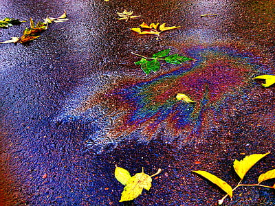 leaves scattered on ground thumbnail