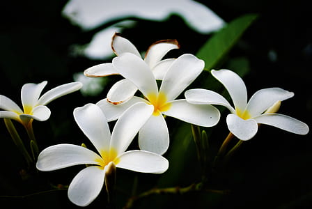 White Flowers thumbnail