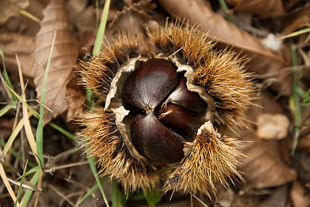 brown dried plant thumbnail