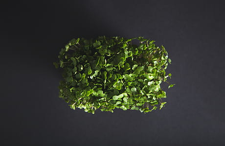 green leafed plant thumbnail